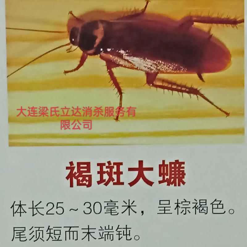 大连梁氏立达消杀服务是一家害虫防治专业消杀公司,证照