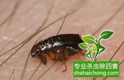 档案害虫的种类及防制