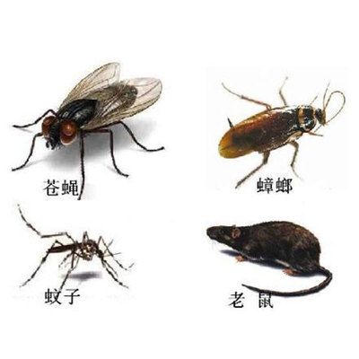 全面守护家园 莆田市白蚁防治与害虫管理服务详解