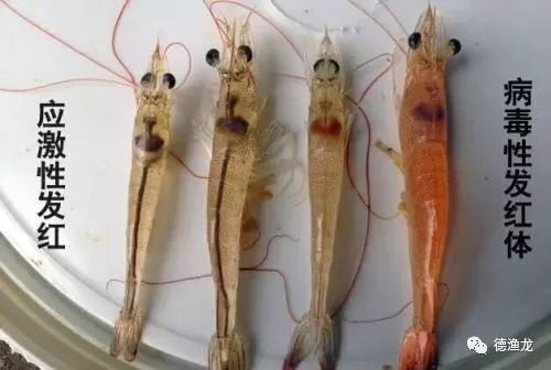 9月水产养殖主要疾病预测与综合防治策略