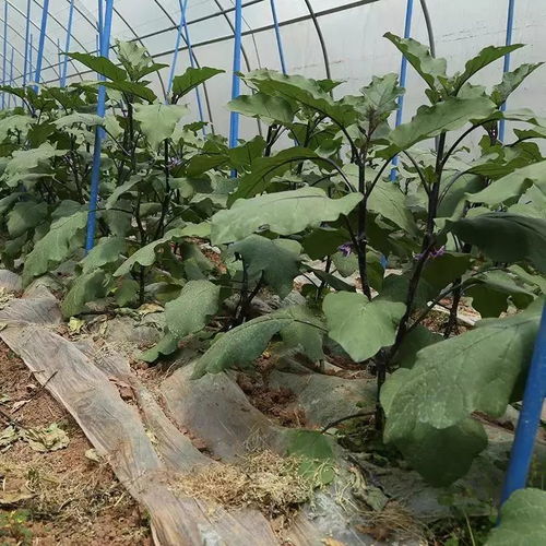 棚室茄子高效防四病与害虫综合防治策略